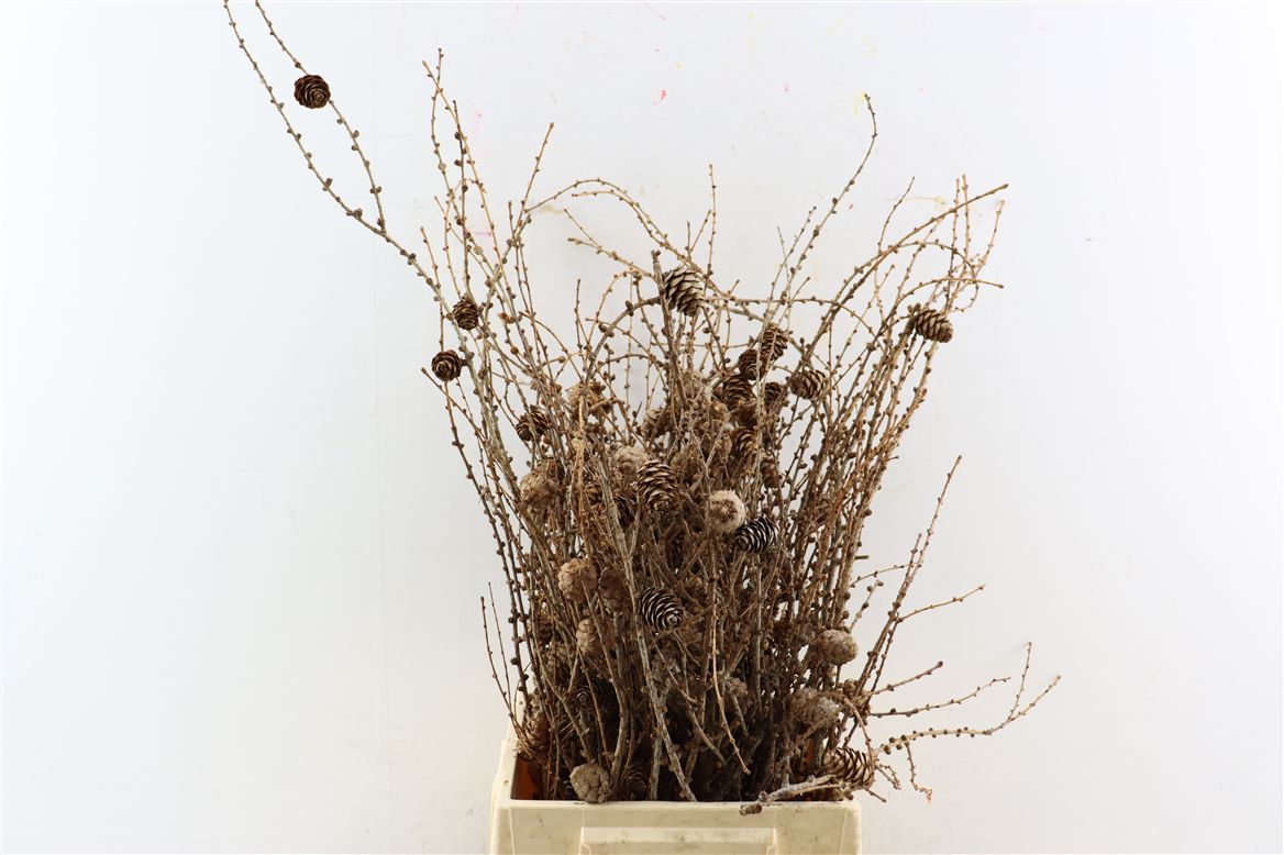 Larix Doos
