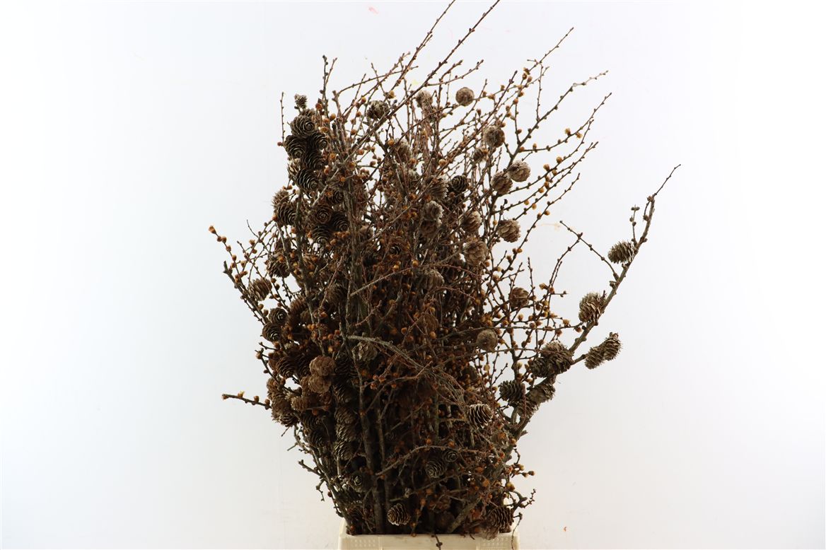 Larix Doos