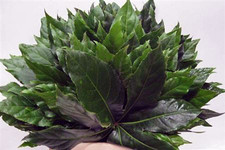 Aralia Extra