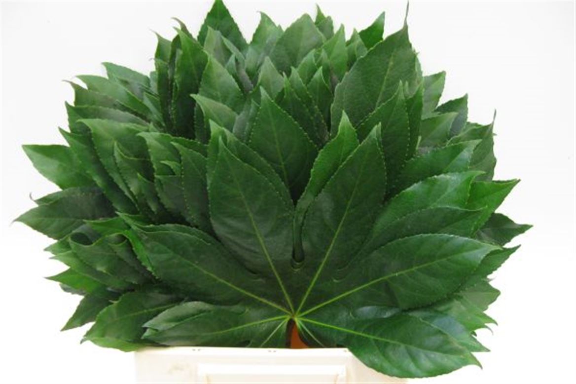 Fatsia Japonica Blad 45cm