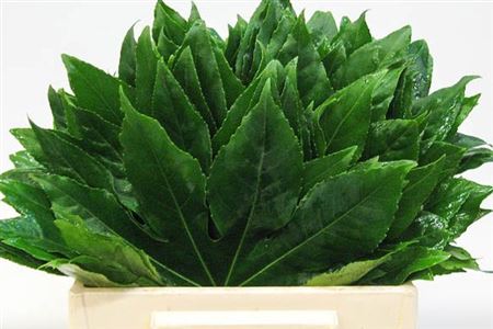 Fatsia Japonica Leave 40cm