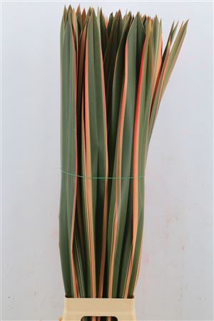 Phornium Red 90cm P Stem