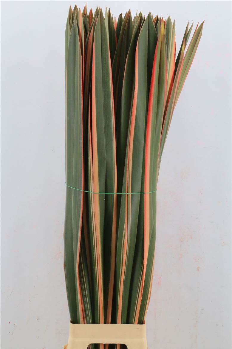Pandanus Leave 90cm