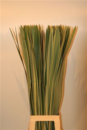 Phornium Bont 90cm P Stem