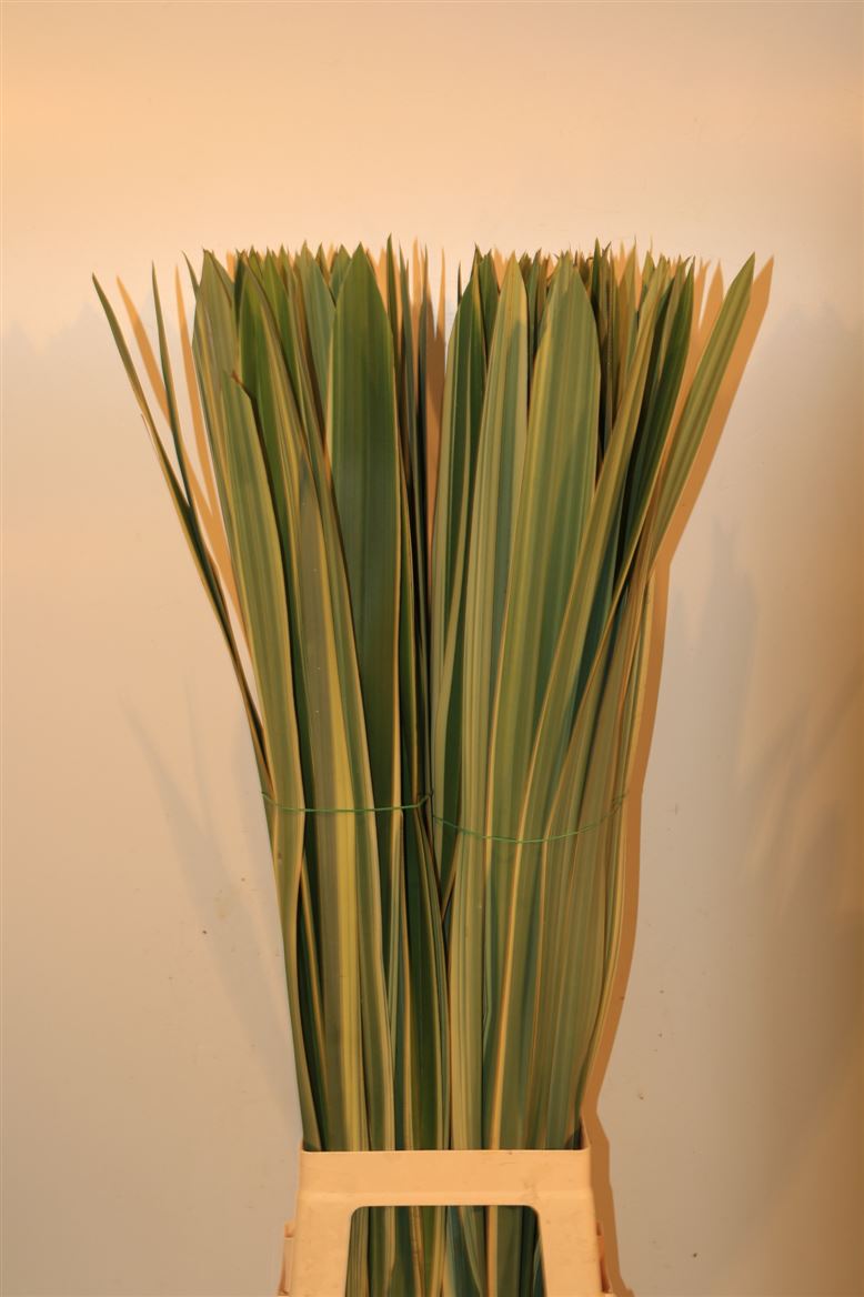 Pandanus Leave 90cm