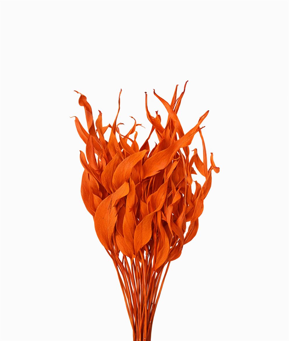 Dried Strelitziablad Orange P Stem
