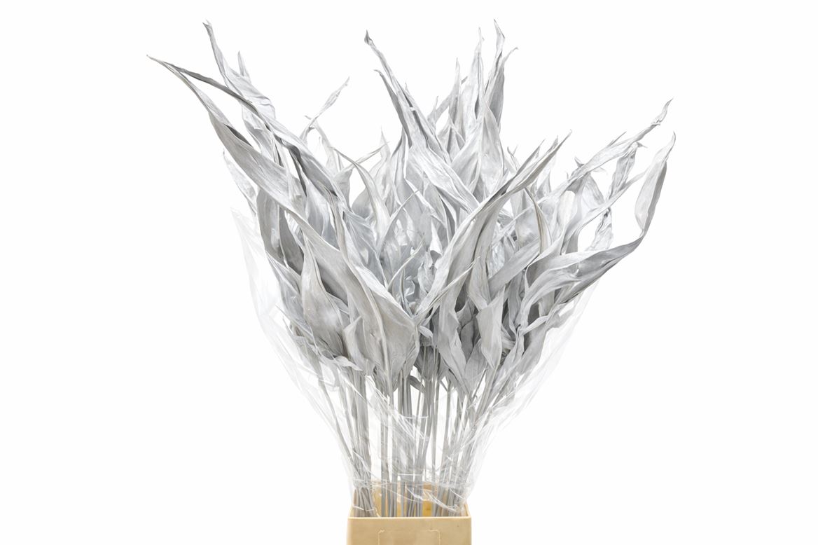 Dried Strelitziablad White P Stem