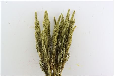 Dried Amaranthus Green Bunch