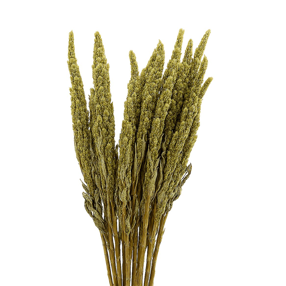 Dried Amaranthus X5 Green Bunch