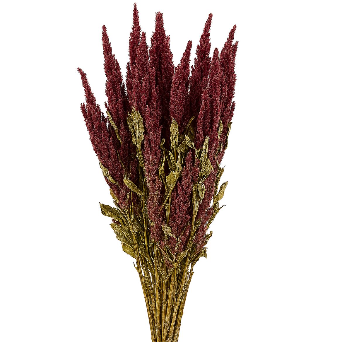 Dried Amaranthus X5 Red Bunch