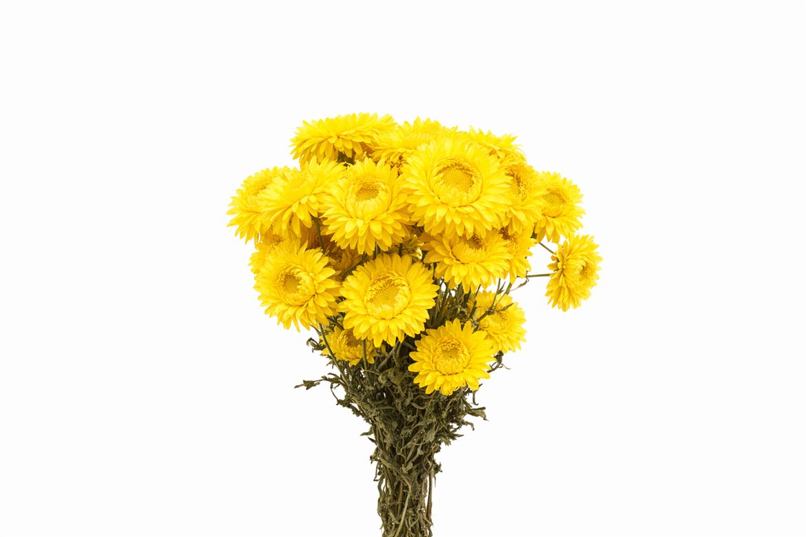 Dried Helichrysum Yellow Bunch