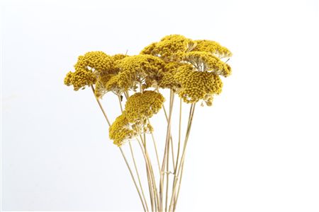 Dried Achillea 15pcs Natural P Bunch