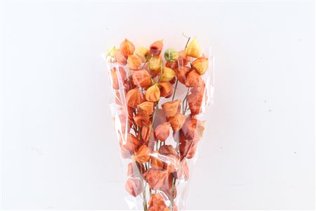 Dried Physalis Orange Natural Bunch