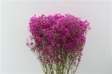 Dried Gyps Cerise Bunch