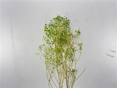 Dried Gyps Green Bunch