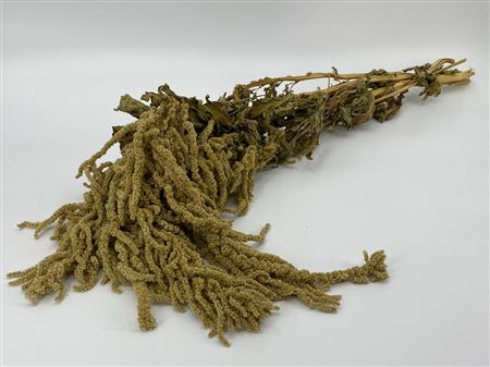 Dried Amaranthus Caud. Green Bunch