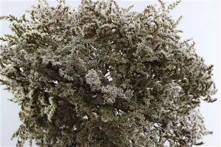 Dried Statice Tatarica Natural Pkg