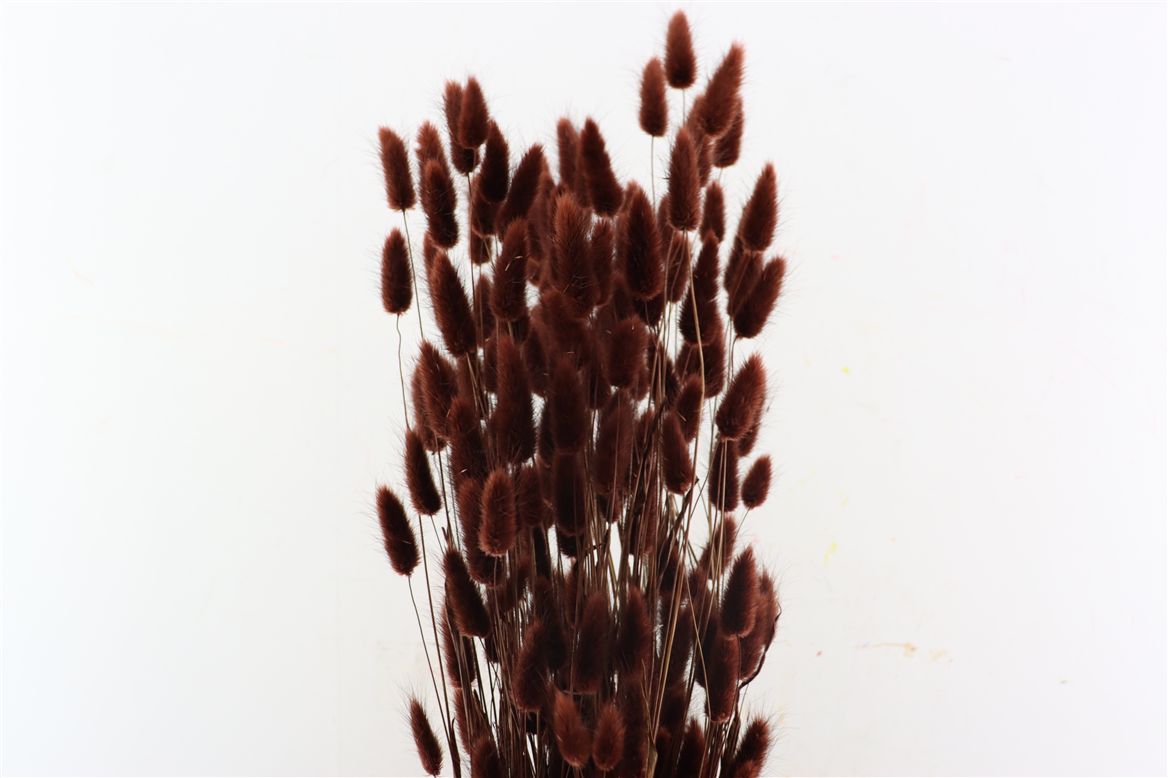 Dried Lagurus Brown Bunch