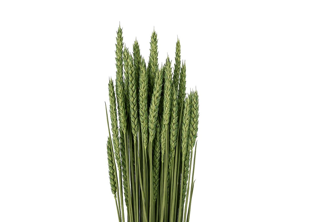 Dried Triticum X5 Darkgreen Bunch