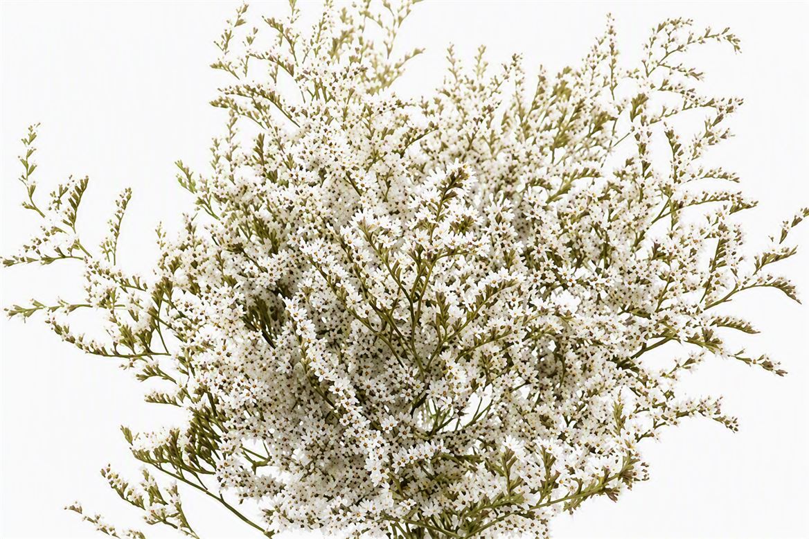 Dried Statice Tatarica Bunch Natural