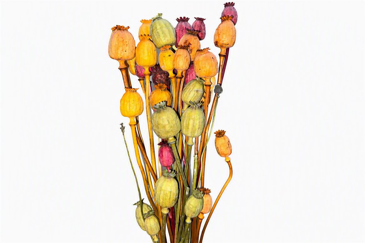 Dried Papaver Autumn Mix Bunch