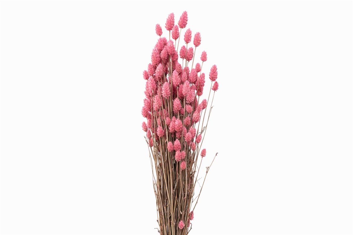 Dried Phalaris X5 Frosted L. Pink Bunch