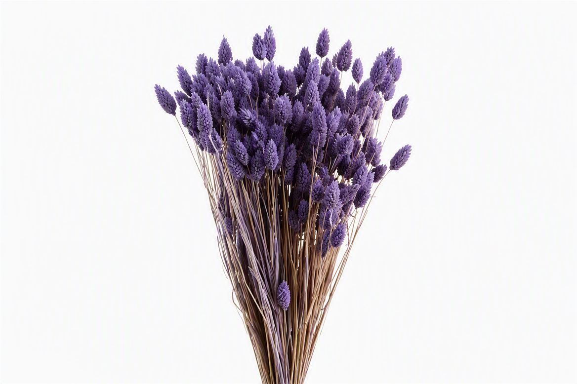 Dried Phalaris X5 Frosted Milka Bunch