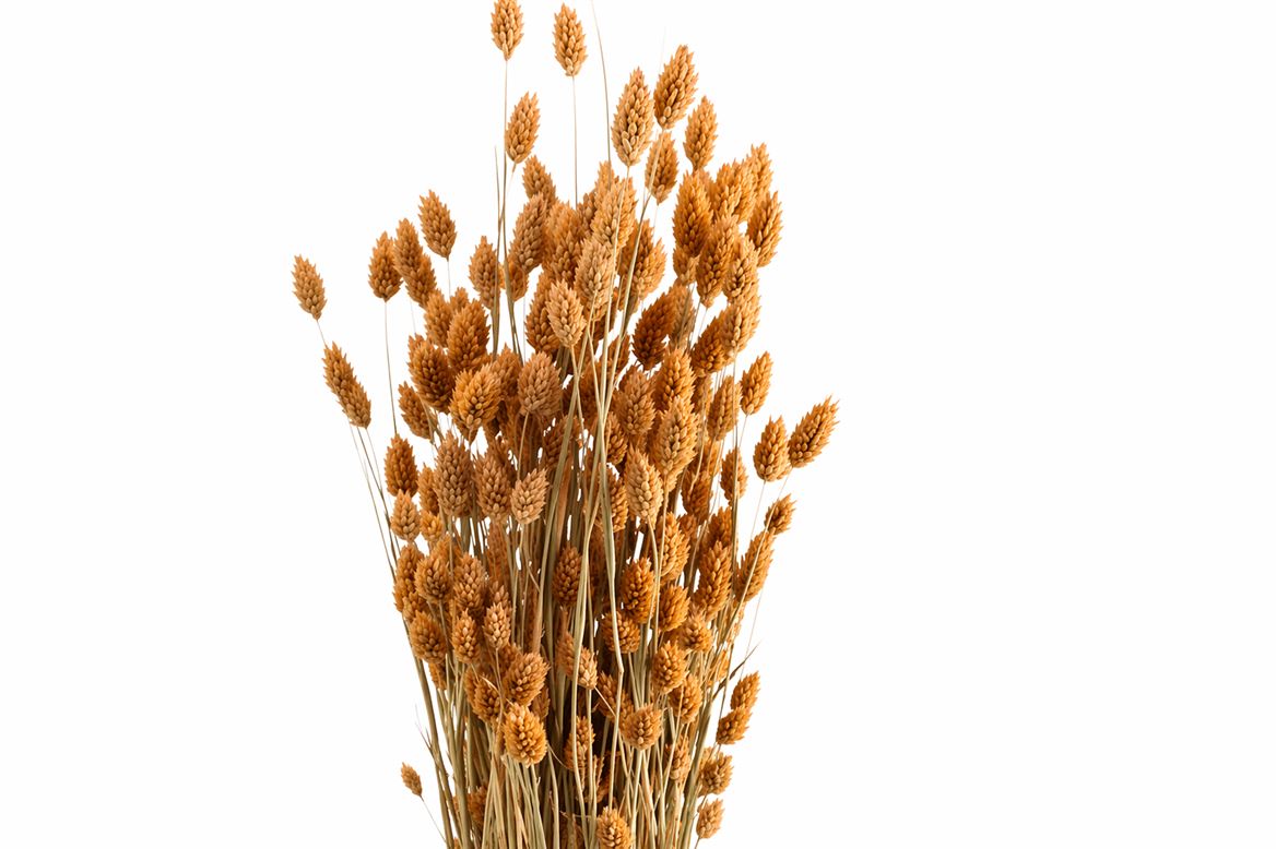 Dried Phalaris X5 Frosted Salmon Bunch