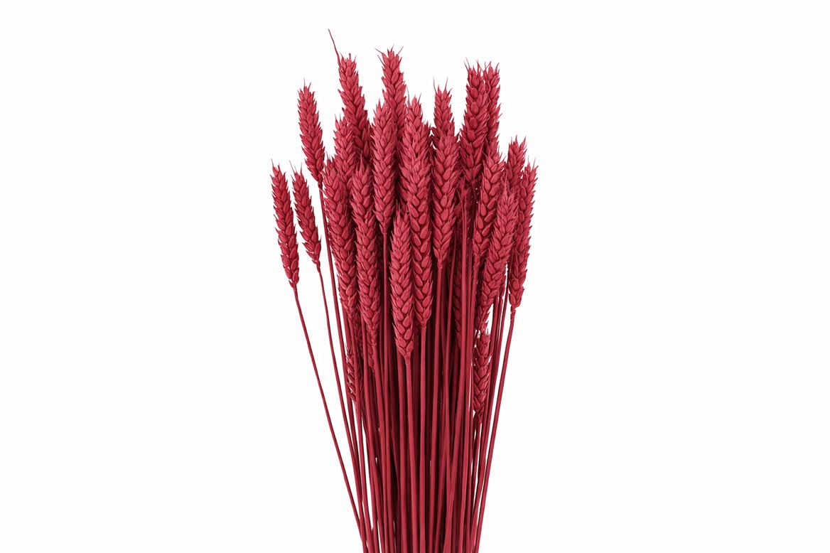Dried Triticum X5 Cerise Bunch