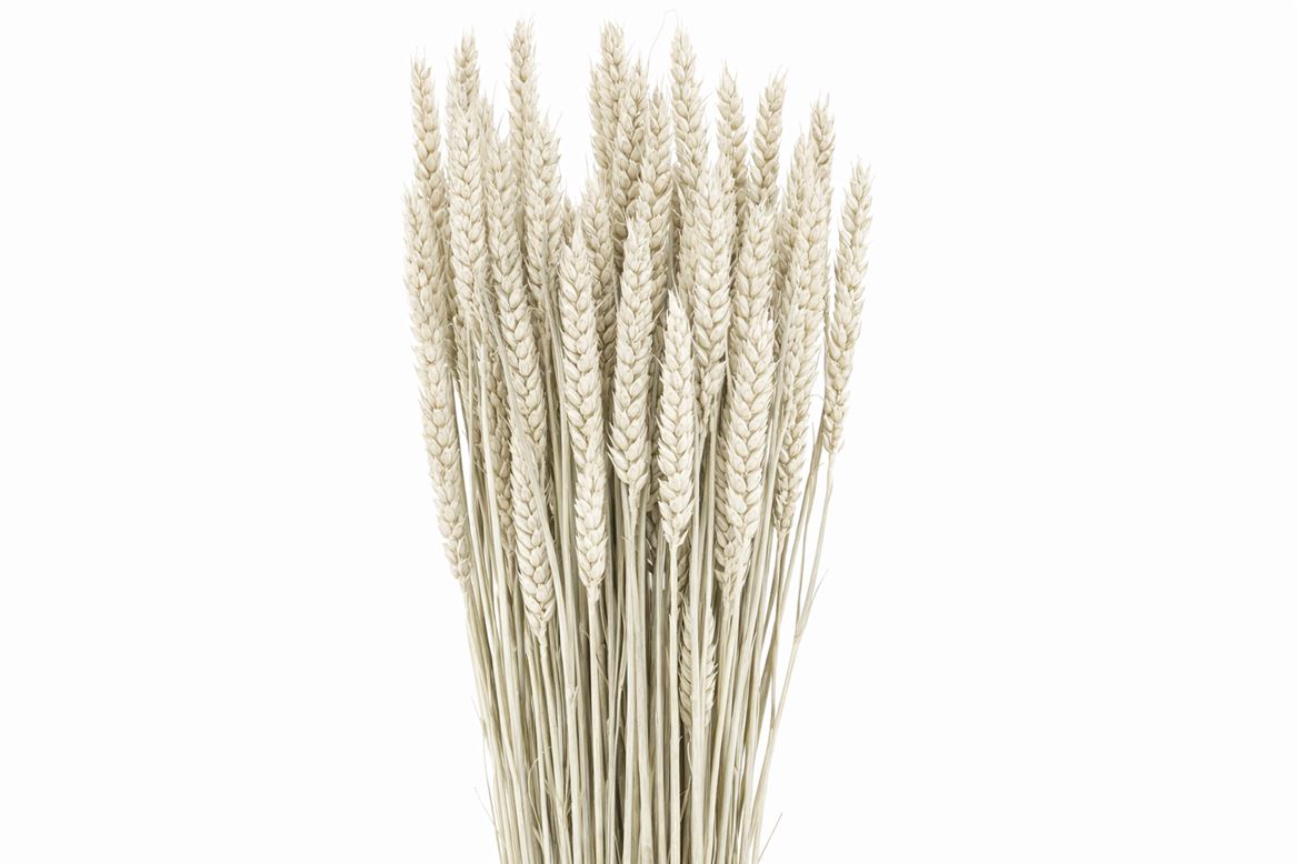 Dried Triticum X5 Frosted White Bunch