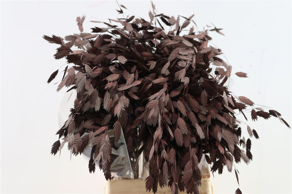 Chasmanthium Brown 70cm