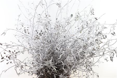 Elzenproppen Sneeuw Per Bos