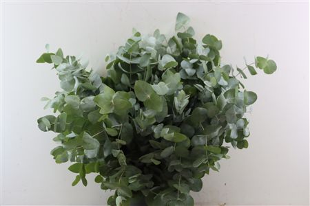 Euca Cinerea 300gr P Bunch