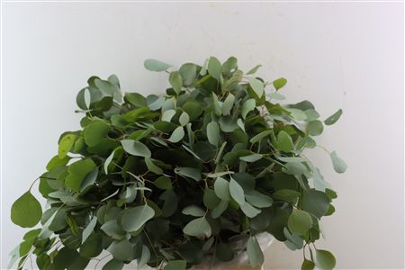 Euca Populus 300gr P Bunch