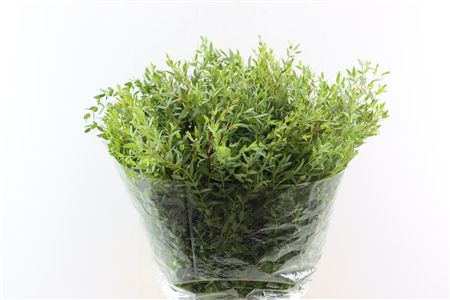 Euca Parvifolia 300gr P Bunch