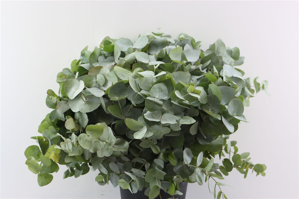 Eucalyptus 60cm