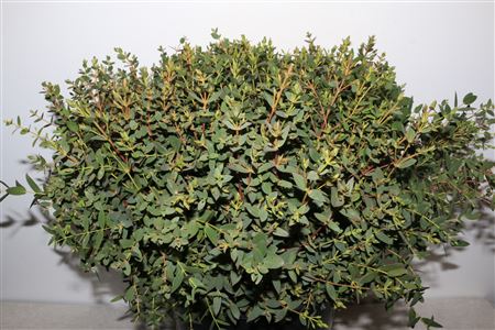 Euca Parvifolia 55cm Per Tak