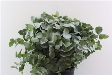 Euca Cinerea 55 Cm P Stem