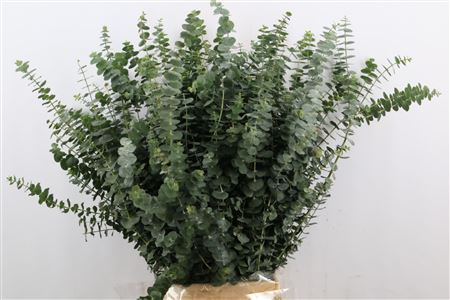 Euca Baby Blue 250gr P Bunch