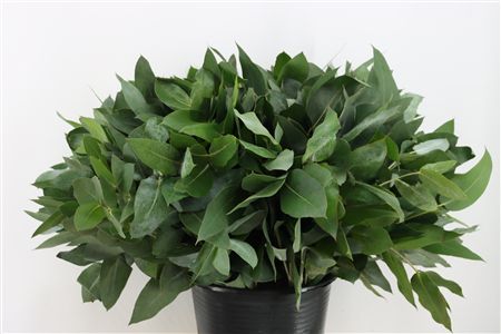 Euca Robusta 55 Cm Per Tak