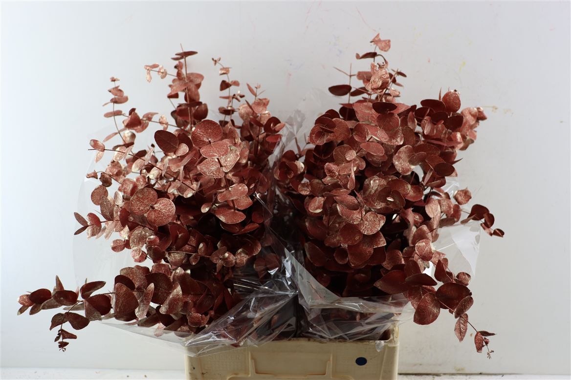 Eucalyptus Cinerea 70cm 200gram