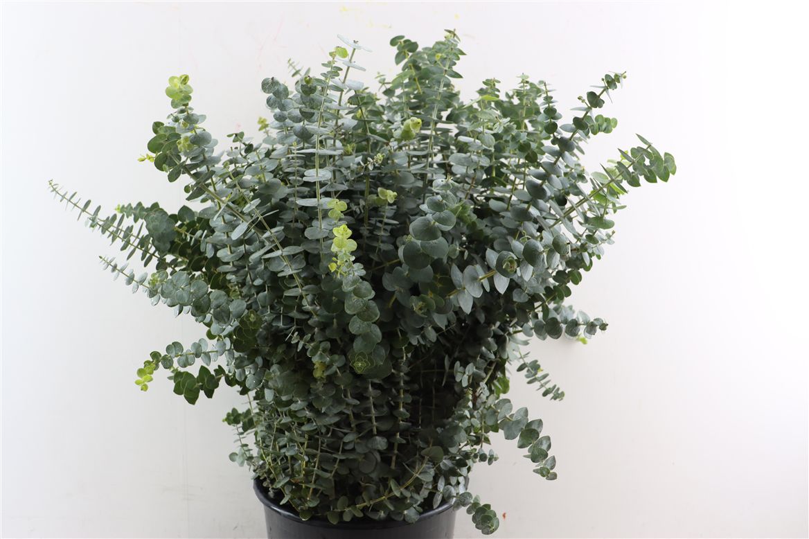 Eucalyptus Baby Blue 70cm 400gr.