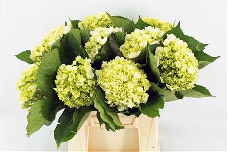 Hydr M Lima 45cm