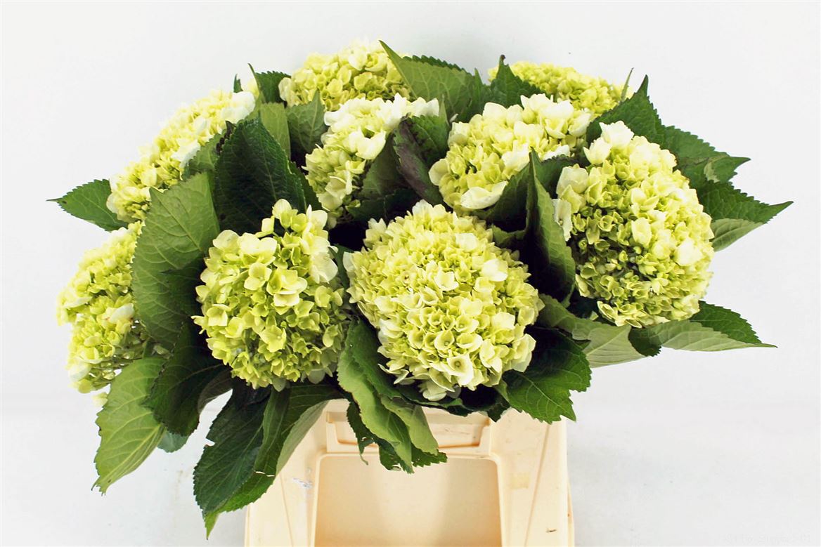 Hydrangea Lima 45cm 18cm Hd