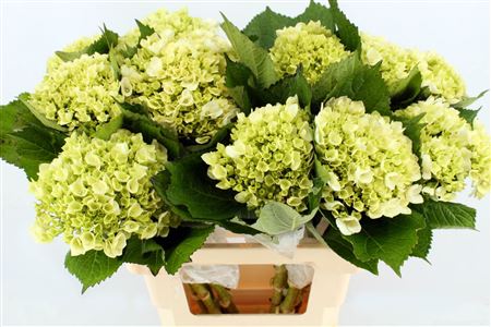 Hydr M Lima 65cm