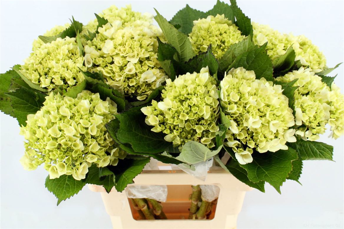 Hydrangea Lima 65cm 18cm Hd