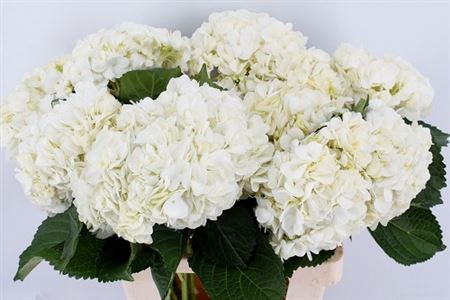 Hydr M Therese 65cm