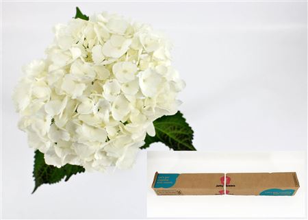 Hydr M Therese In Box X12