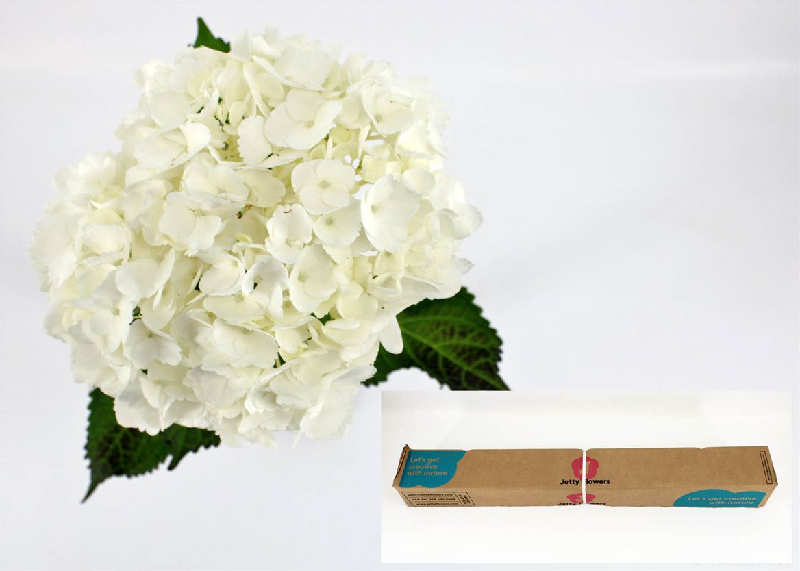 Hydrangea Soeur Therese 65cm 16cm Hd