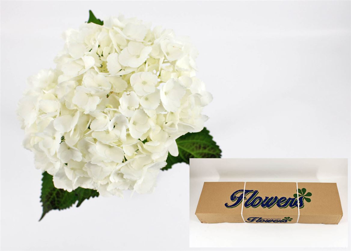Hydrangea Soeur Therese 65cm 18cm Hd
